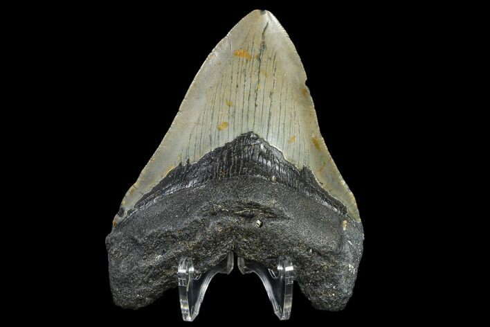 Fossil Megalodon Tooth - North Carolina #119427